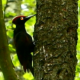 Woodpecker