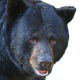 just an actual bear